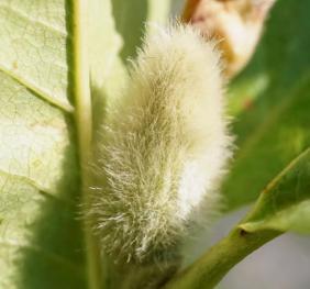 A small, fuzzy star magnolia bud.