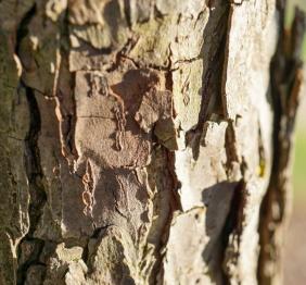 The bark of a Sargent's crabapple.