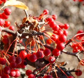 The bright red fruits of a Sargent's crabapple.