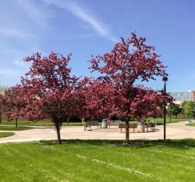 A crabapple in full bloom outside of the Tech Building. 