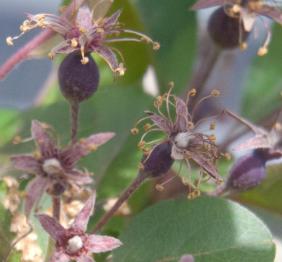Crabapple blossom slowly develop into tiny crabapples.