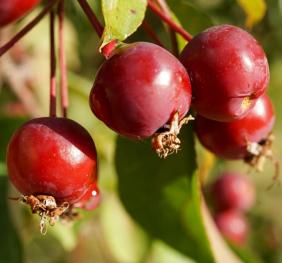 A closeup of glossy, bright red crabapples.