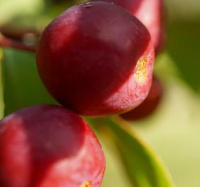 A closeup of crabapples.