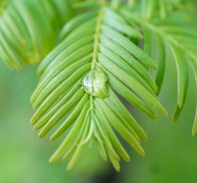A raindrop beads on the green needles of a dawn redwood.
