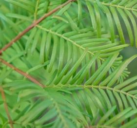 The bright green foliage and red stems of a dawn redwood.