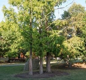 A trio of dawn redwoods stand tall in the evening sun outside of Ketchum Hall.