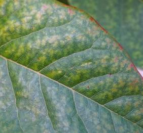A closeup of a black tupelo leaf displaying shades of yellow, green, and red.