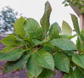 Black tupelo foliage, displaying ovate leaves with shades of green, yellow, and tinges of red.