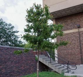 A young black tupelo outside of the Campbell Student Union.