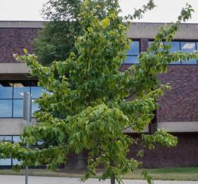 An eastern hophornbeam outside of the EH Butler Library and Caudell Hall.