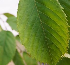 A closeup of an eastern hophornbeam leaf.