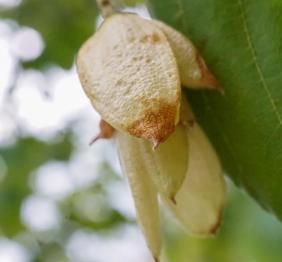 The hop-like fruit of an eastern hophornbeam encloses developing seeds.