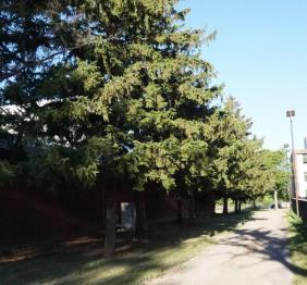A row of Norway spruce outside of Upton Hall.