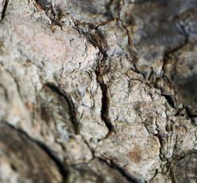 A closeup of Norway spruce bark.