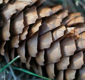 A closeup of a Norway spruce cone.