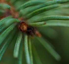 A closeup of Norway spruce needles.