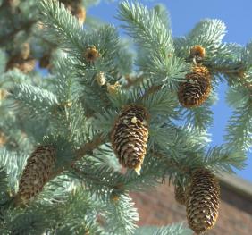 The buff brown cones of a Colorado blue spruce complement its silvery-green needles.