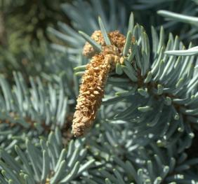 Picea pungens (Blue Spruce, Colorado Spruce)