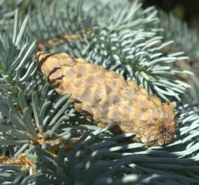 The fallen cone of a Colorado blue spruce rests neatly in its branches.