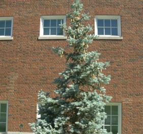 A Colorado blue spruce outside of the Donald Savage Building.