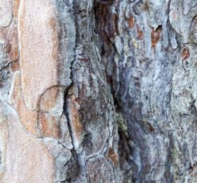 A closeup of Austrian pine bark, showing shades of grey, brown, and tan.