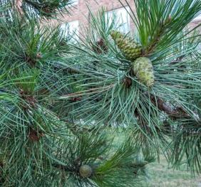 The needles and cones of an Austrian pine.