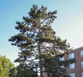 A particularly magnificent Austrian pine stands outside of Perry Hall.