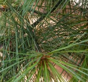 The foliage of an eastern white pine.