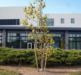 A young American sycamore stands outside of the Tech Building. It is a descendant of the oldest tree in Buffalo.