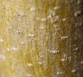 The smooth, yellow-brown bark of an American sycamore is studded with tiny "eyes".