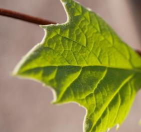 A closeup of developing American sycamore leaves.