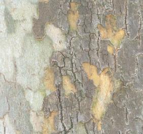 A closeup of London planetree bark. The grey, outer bark sloughs off to reveal the new, yellow-to-creamsicle-orange bark beneath. As it matures, the new bark fades to light green and later matures to a dusty grey. 