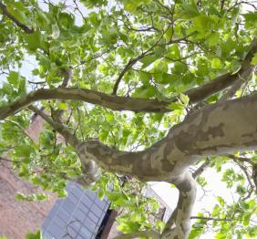 The long, swooping branches and bright green foliage of a London planetree. It is easily identified by its unique, colorful bark.