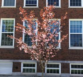 A Japanese flowering cherry outside of Ketchum Hall. This cultivar is known as 'Royal Burgundy' and bears deep, burgundy foliage.