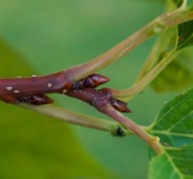 A closeup of Japanese flowering cherry foliage.