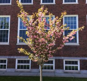 A Japanese flowering cherry laden with large, pink blossoms outside of Ketchum Hall. 