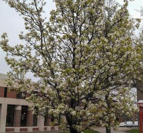 A Callery pear on a dreary spring day, laden with an abundance of odorous, white flowers.