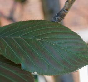 A closeup of a Japanese flowering cherry leaf displaying shades of deep green tinged with red and burgundy.