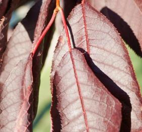 The deep burgundy foliage of a chokecherry.