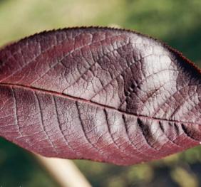 A closeup of a chokecherry leaf.