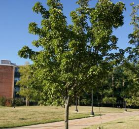 A Callery pear in late summer, located outside of Cassety Hall.