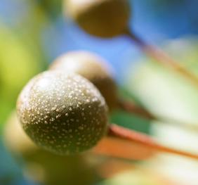 A closeup of a Callery pear fruit, which is much smaller and rounder than a typical grocery store pear.