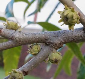 The developing acorns of a sawtooth oak have a daisy-like appearance.