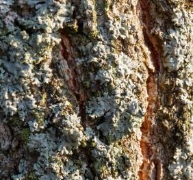 A closeup of sawtooth oak bark coated in lichens.