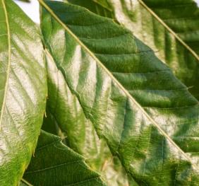 Sawtooth oak leaves shine in the evening sun.