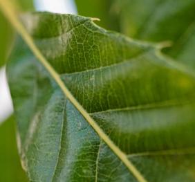 A closeup of a sawtooth oak leaf displaying its serrated leaf margin.