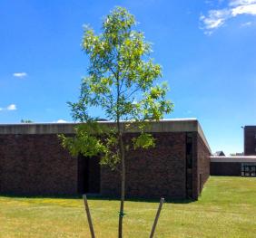 A sawtooth oak outside of Buckham Hall.