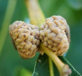 The developing acorns of a white oak.