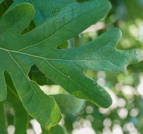 The leaves of a white oak.