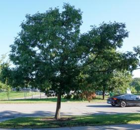 A white oak outside of Rockwell Hall.